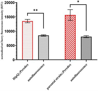 Dysregulated NAD(H) homeostasis associated with ciprofloxacin tolerance in Escherichia coli investigated on a single-cell level with the Peredox [NADH:NAD+] biosensor